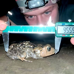 Measuring a small frog with calipers